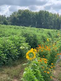 Gongura and Indian Vegetable Farm