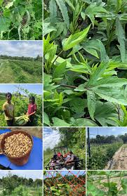 Farm collage