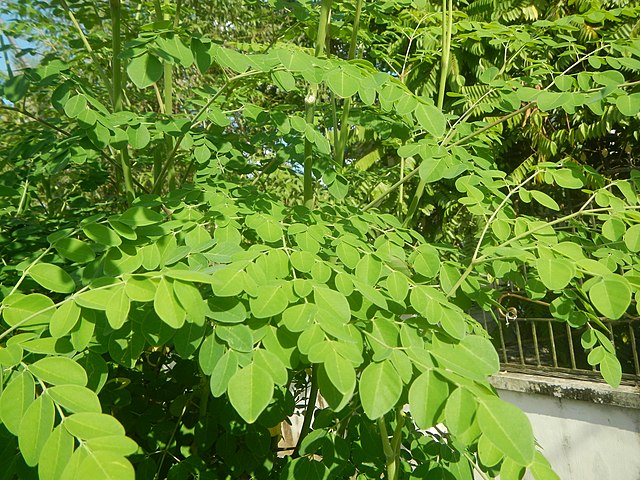 Fresh moringa leaves