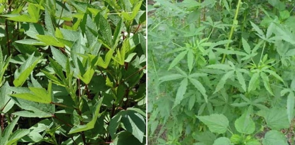 Gongura