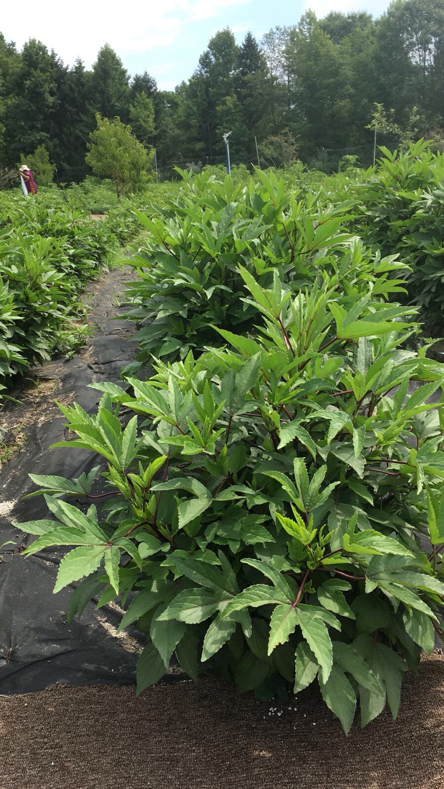 Gongura leaves at TIKSmart Farms