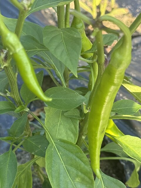 TIKSmart Farms photo gallery