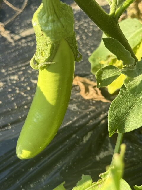 TIKSmart Farms photo gallery