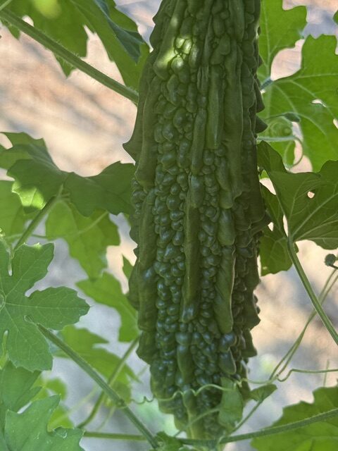 TIKSmart Farms photo gallery
