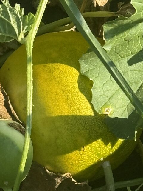 TIKSmart Farms photo gallery