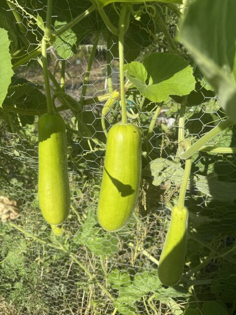 TIKSmart Farms photo gallery