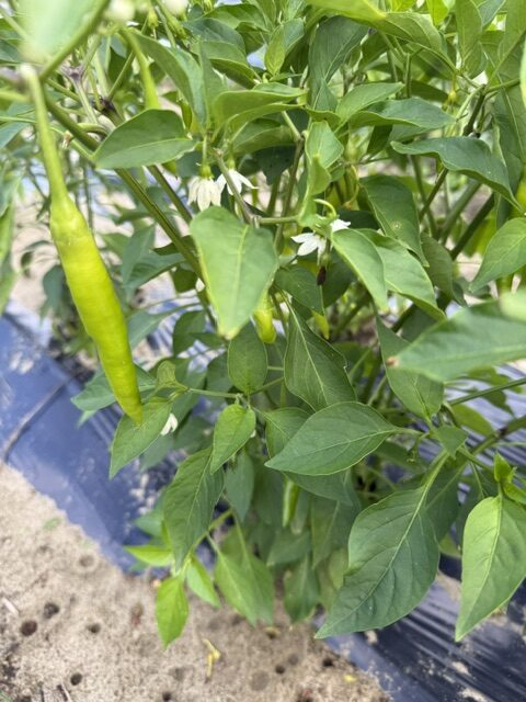 TIKSmart Farms photo gallery