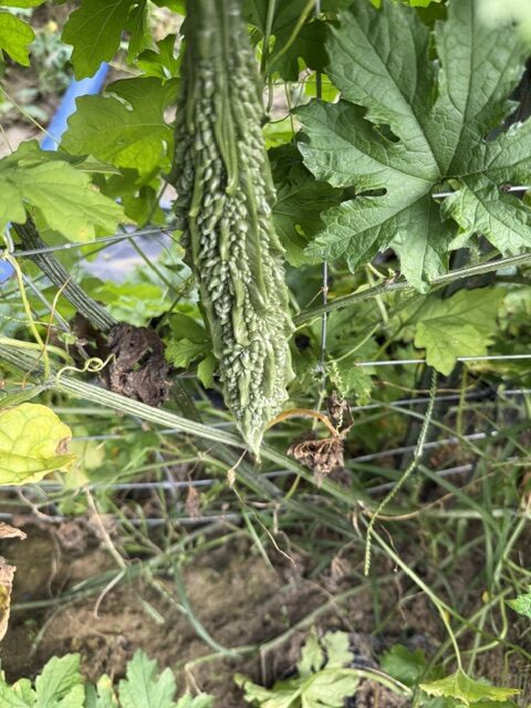 TIKSmart Farms photo gallery