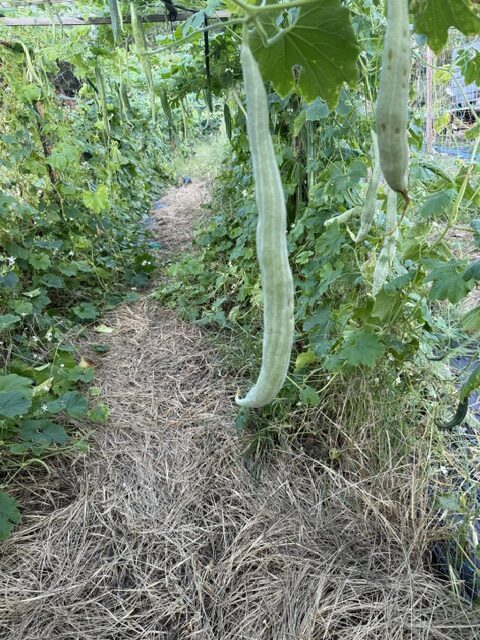 TIKSmart Farms photo gallery