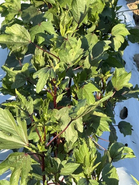 TIKSmart Farms photo gallery