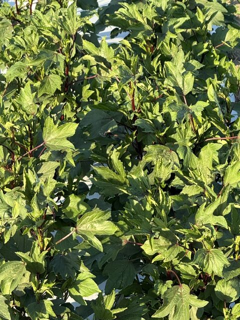 TIKSmart Farms photo gallery